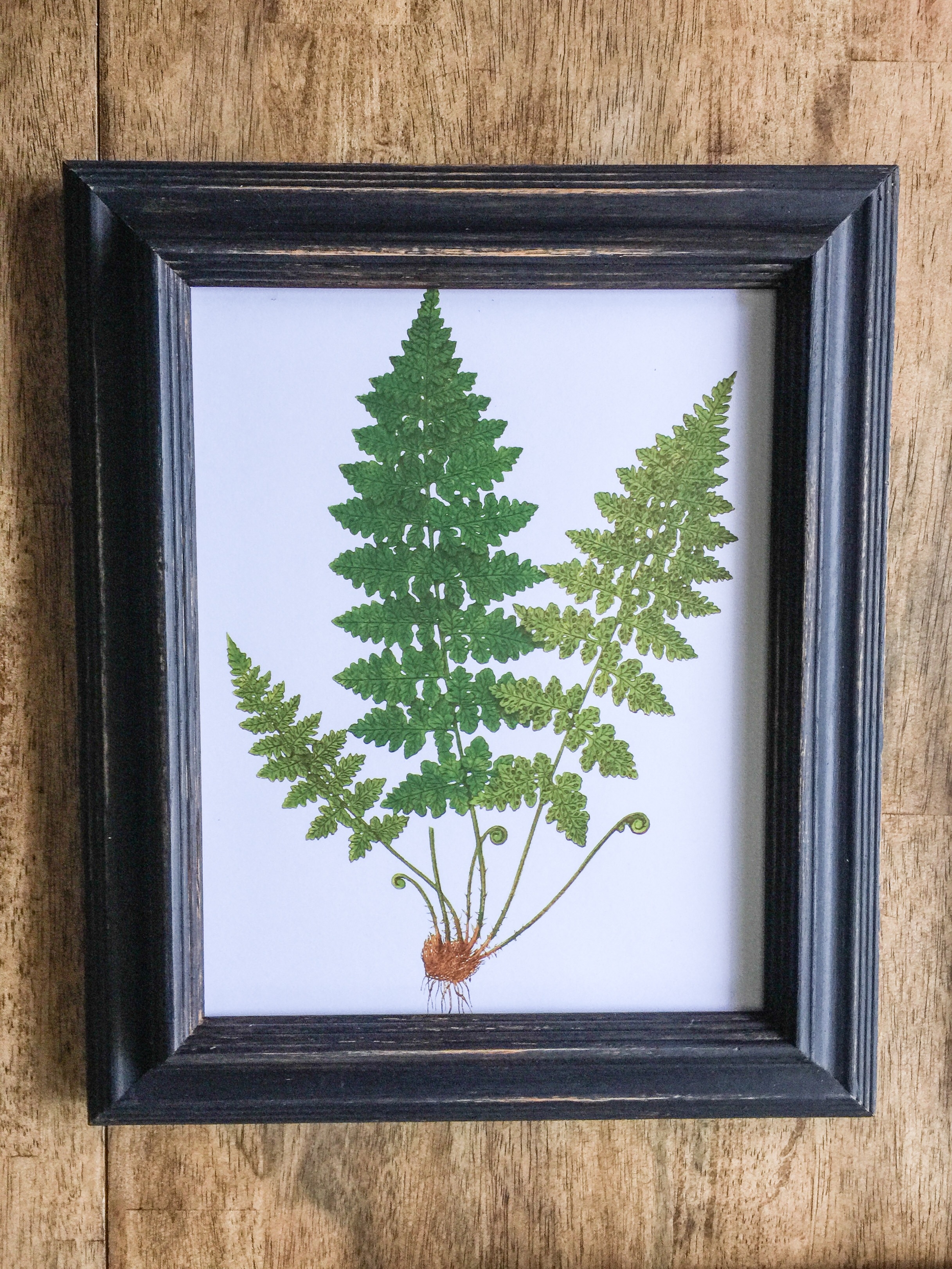 Fern Print Gallery Wall