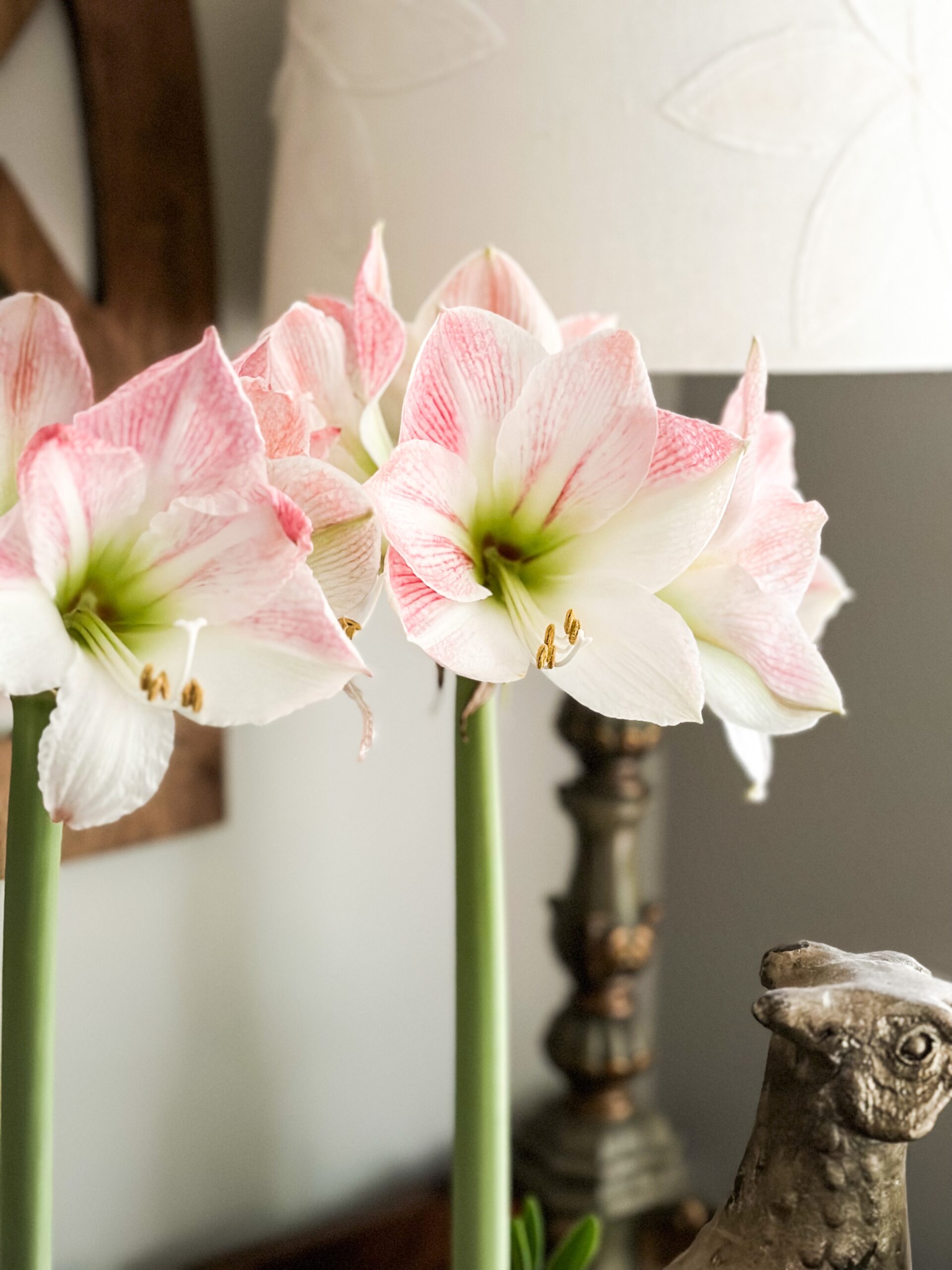 Apple Blossom Amaryllis